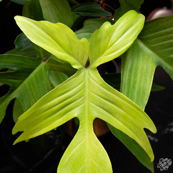 Philodendron 'Florida Ghost' *large leaves *Grower's choice*