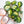Load image into Gallery viewer, Hoya obovata inner variegated splash *Grower&#39;s Choice*
