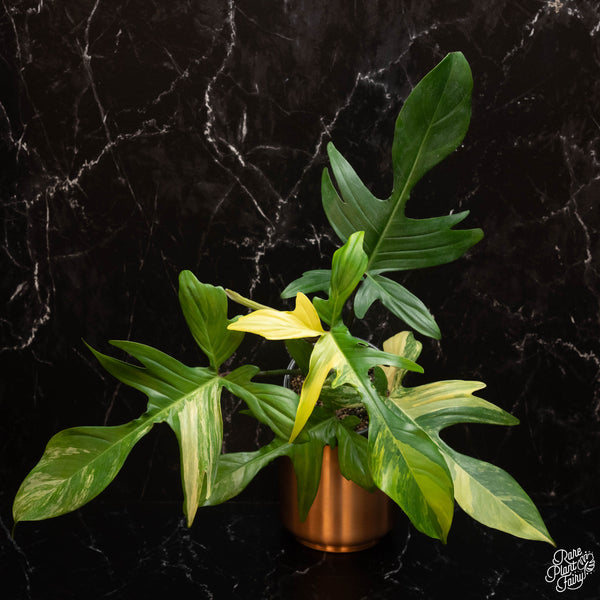 Philodendron 'Florida Beauty'  *Grower's choice*