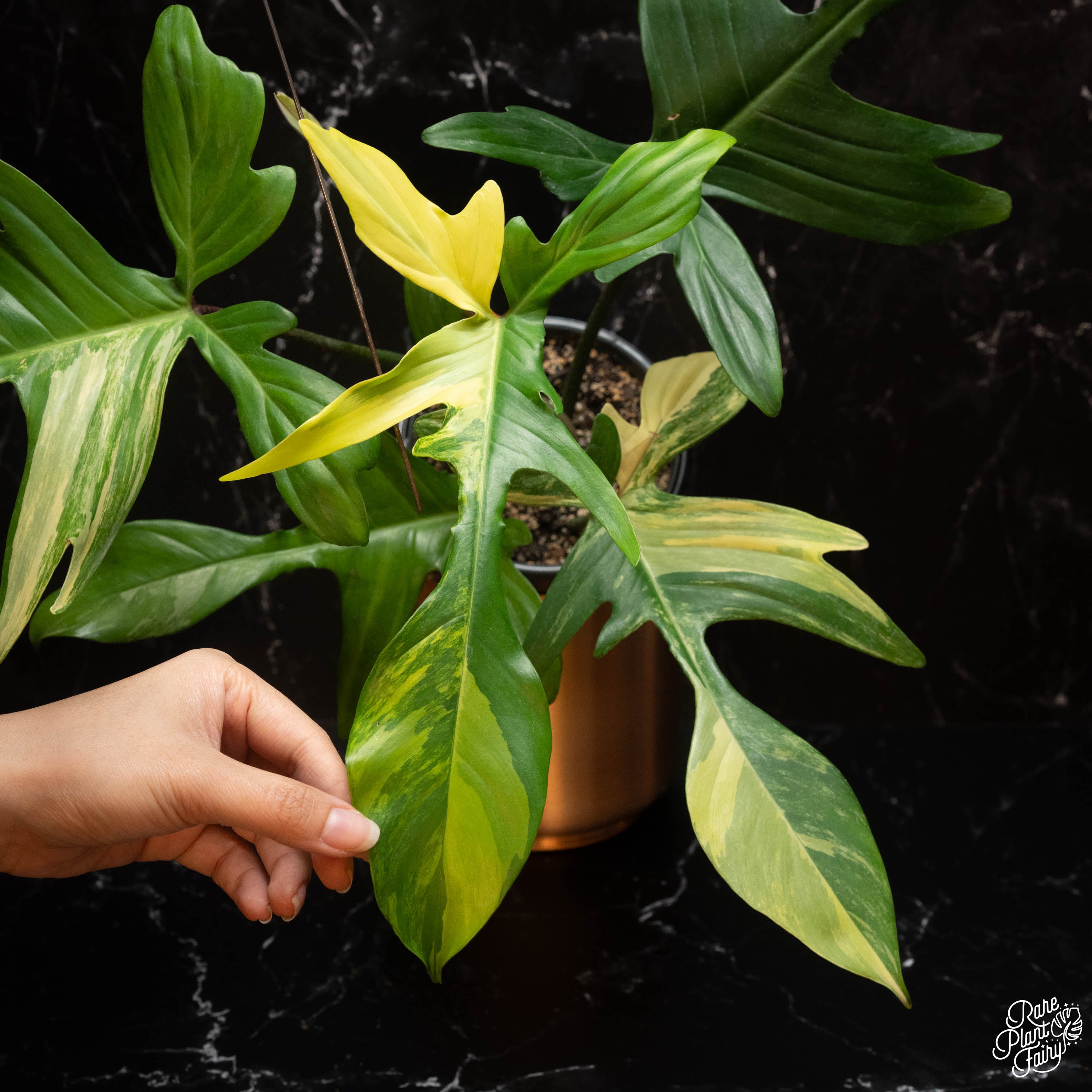 philodendron florida beauty green care Philodendron 'Florida Beauty' *Grower's choice*