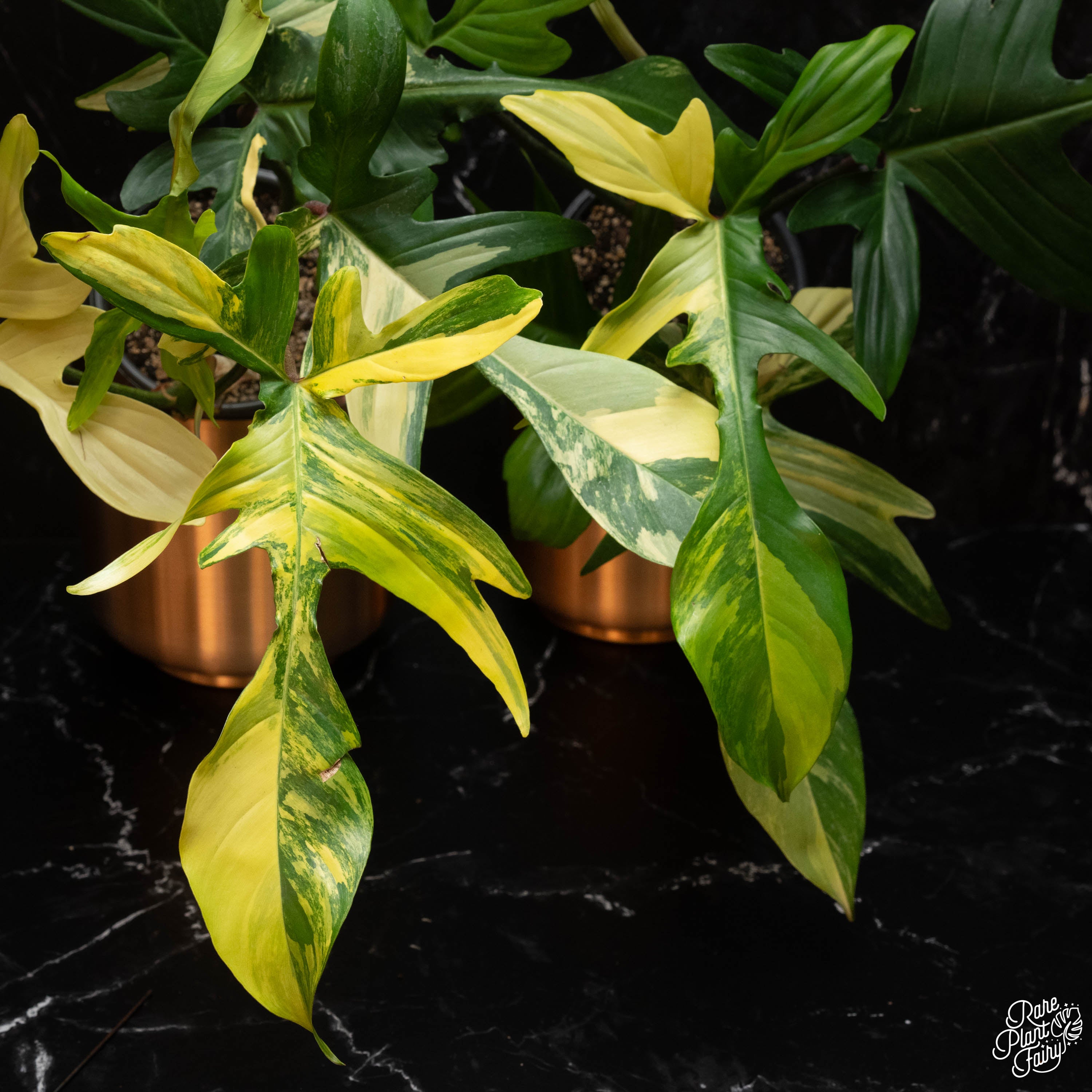 buy philodendron florida beauty Philodendron 'Florida Beauty' *Grower's Choice*