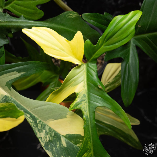 Philodendron 'Florida Beauty'  *Grower's choice*