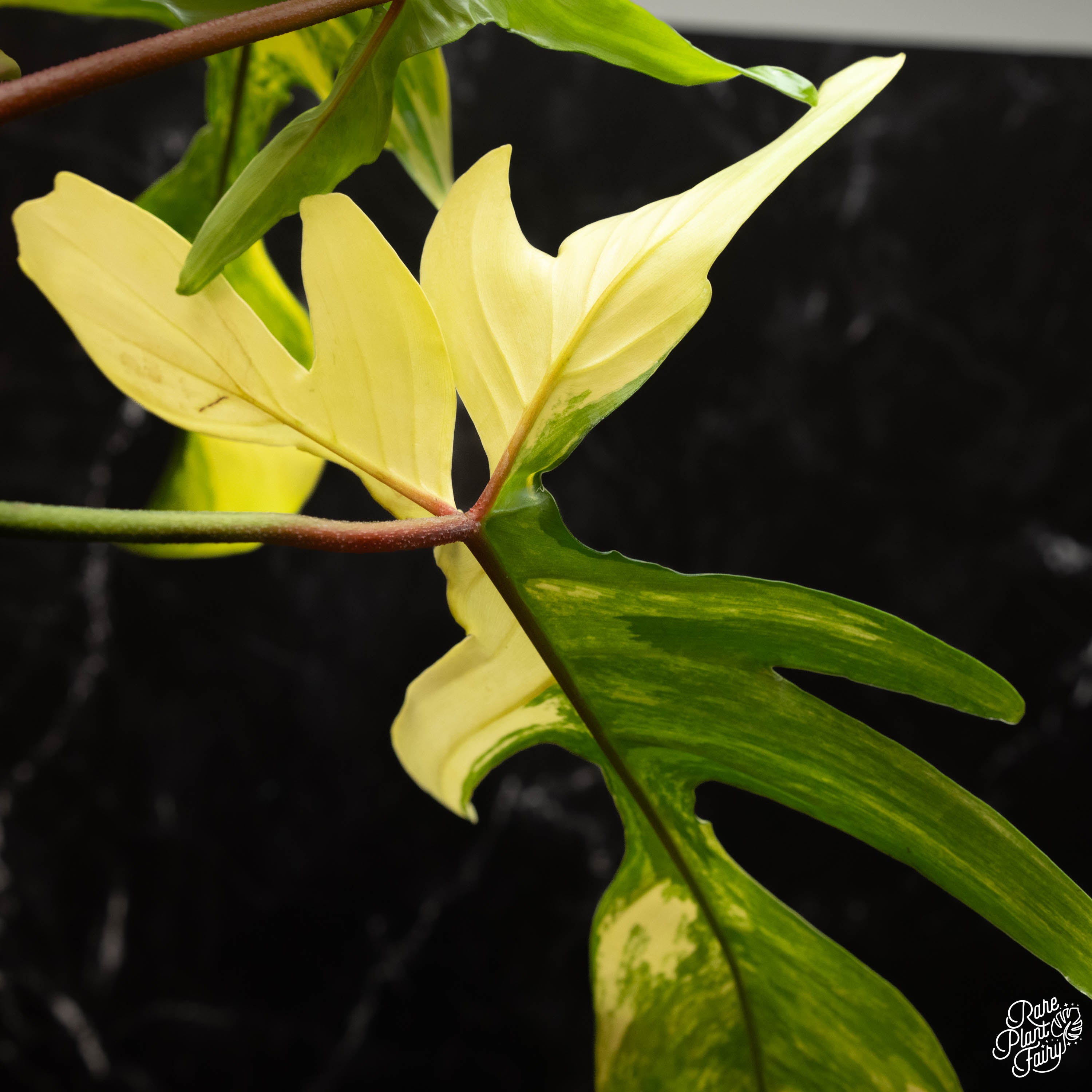 philodendron florida alba beauty Philodendron 'Florida Beauty' *Grower's choice*