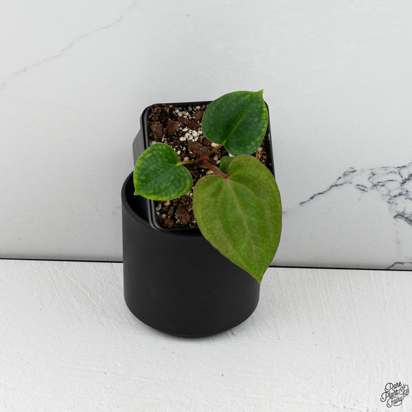 Anthurium 'Dark Phoenix' *Grower's Choice*