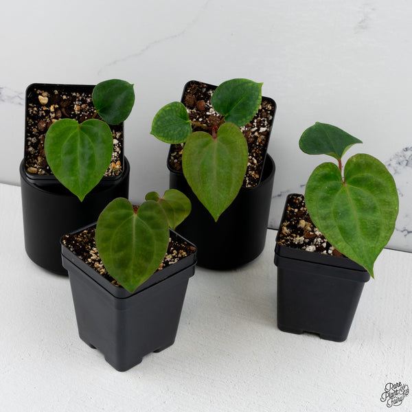 Anthurium 'Dark Phoenix' *Grower's Choice*