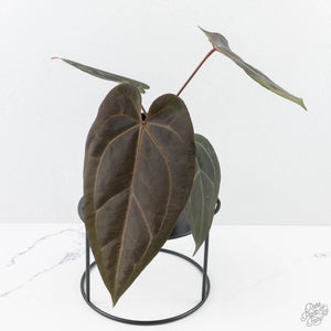Anthurium Dark and  Handsome '9' x Minerva '20' by DocBlock® (wk26-F)