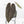 Anthurium Dark and  Handsome '9' x Minerva '20' by DocBlock® (wk26-F)