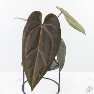 Anthurium Dark and  Handsome '9' x Minerva '20' by DocBlock® (wk26-F)