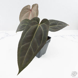 Anthurium Dark and  Handsome '9' x Minerva '20' by DocBlock® (wk26-F)