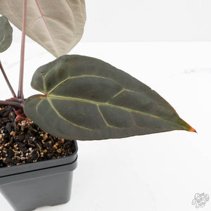 Anthurium Dark and  Handsome '9' x Minerva '20' by DocBlock® (wk26-F)
