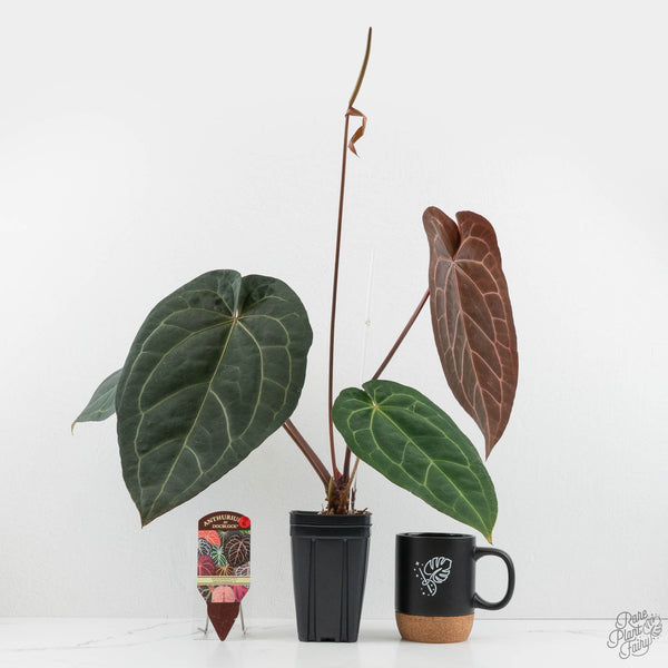 anthurium dark sports Anthurium Dark and Handsome '9' x Dark and Handsome '9' by DocBlock (wk18-B)