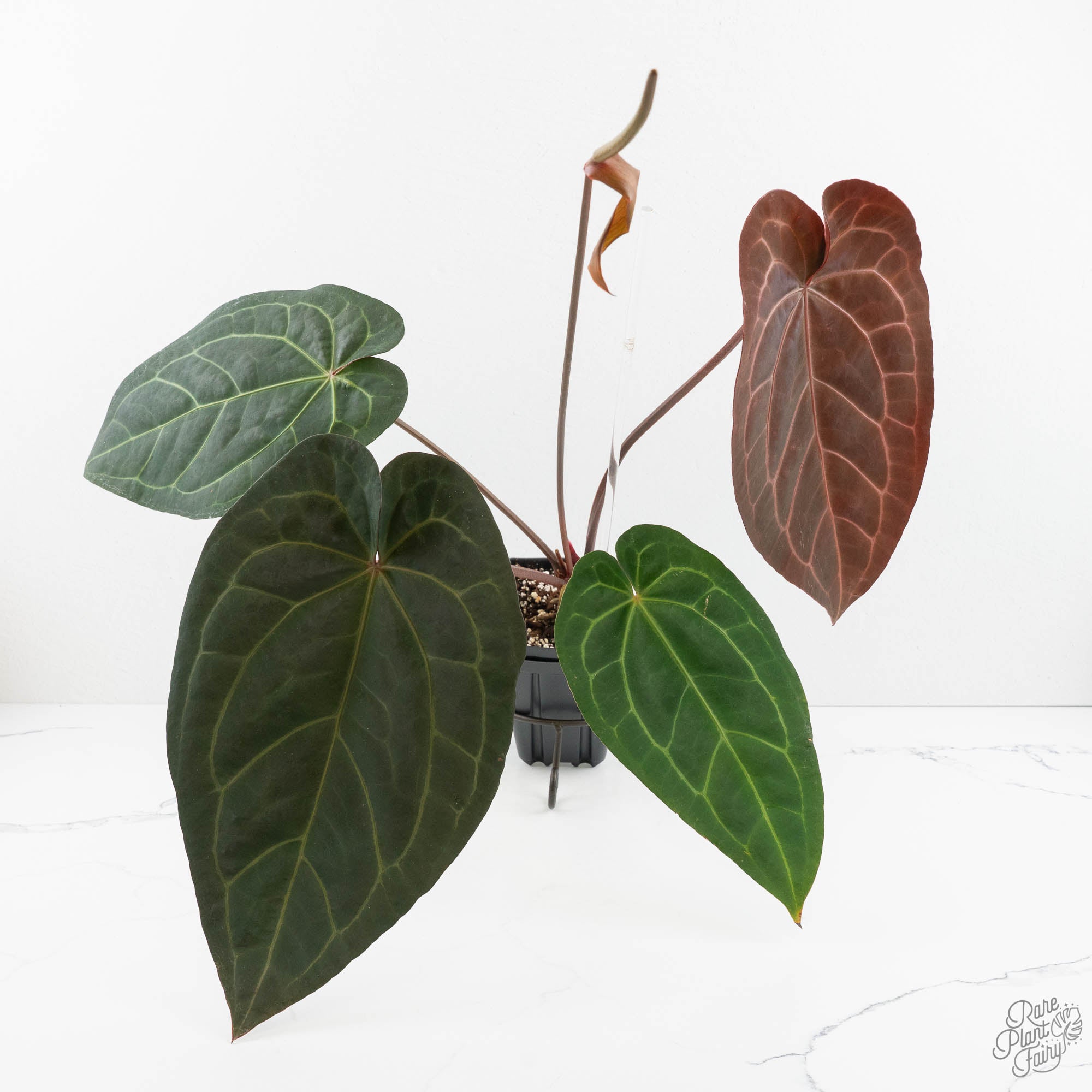 anthurium b Anthurium Dark and Handsome '9' x Dark and Handsome '9' by DocBlock (wk18-B)
