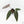 Anthurium Dark and Handsome '9' x Dark and Handsome '9' by DocBlock® (wk18-C)
