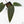 Anthurium Dark and Handsome '9' x Dark and Handsome '9' by DocBlock® (wk18-C)