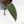Anthurium Dark and Handsome '9' x Dark and Handsome '9' by DocBlock® (wk18-C)