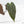 Anthurium Dark and Handsome '9' x Dark and Handsome '9' by DocBlock® (wk19-H)