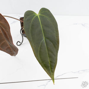 Anthurium Dark and Handsome '9' x Dark and Handsome '9' by DocBlock® (wk19-H)