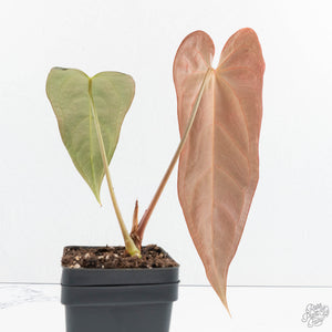 Anthurium Dark and Handsome '9' x Dark and Handsome '9' by DocBlock® (wk19-H)