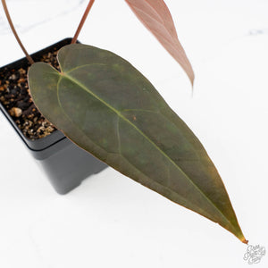 Anthurium Dark and Handsome '9' x Dark and Handsome '9' by DocBlock® (wk20-P)
