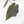 Anthurium Dark and Handsome '9' x Dark and Handsome '9' by DocBlock® (wk20-P)