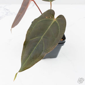 Anthurium Dark and Handsome '9' x Dark and Handsome '9' by DocBlock® (wk20-P)