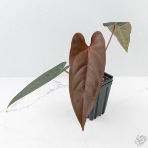 Anthurium Dark and Handsome '9' x Dark and Handsome '9' by DocBlock® (wk26-C)