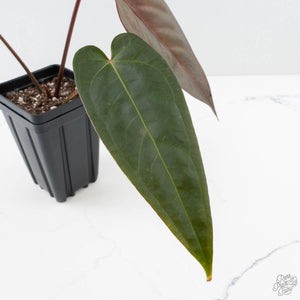 Anthurium Dark and Handsome '9' x Dark and Handsome '9' by DocBlock® (wk26-C)