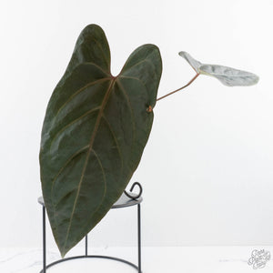 Anthurium Dark and Handsome '9' x Dark and Handsome '9' by DocBlock® (wk28-J)