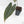 Anthurium Dark and Handsome '9' x Dark and Handsome '9' by DocBlock® (wk28-J)