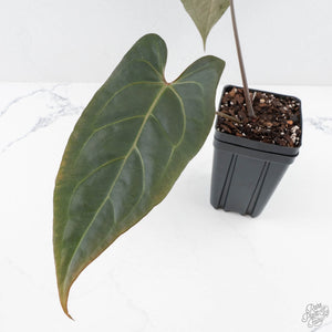 Anthurium Dark and Handsome '9' x Dark and Handsome '9' by DocBlock® (wk28-J)