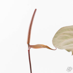Anthurium Dark and Handsome '9' x Dark and Handsome '9' by DocBlock® (wk29-D)
