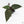 Anthurium Dark & Handsome '9' x Minerva '20'  by DocBlock® (wk18-J)