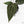 Anthurium Dark & Handsome '9' x Minerva '20'  by DocBlock® (wk18-J)