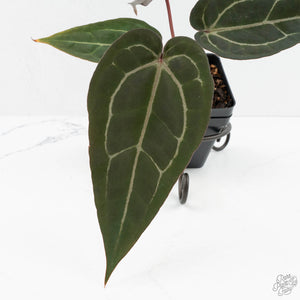 Anthurium Dark & Handsome '9' x Minerva '20'  by DocBlock® (wk18-J)