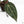Anthurium Dark & Handsome '9' x Minerva '20'  by DocBlock® (wk18-J)