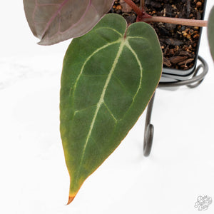 Anthurium Dark & Handsome '9' x Minerva '20'  by DocBlock® (wk18-J)