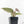 Anthurium Dark & Handsome '9' x Minerva '20'  by DocBlock® (wk18-J)