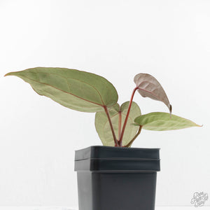 Anthurium Dark & Handsome '9' x Minerva '20'  by DocBlock® (wk18-J)