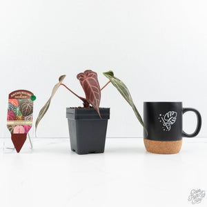 Anthurium Dark & Handsome '9' x Minerva '20'  by DocBlock® (wk19-W)