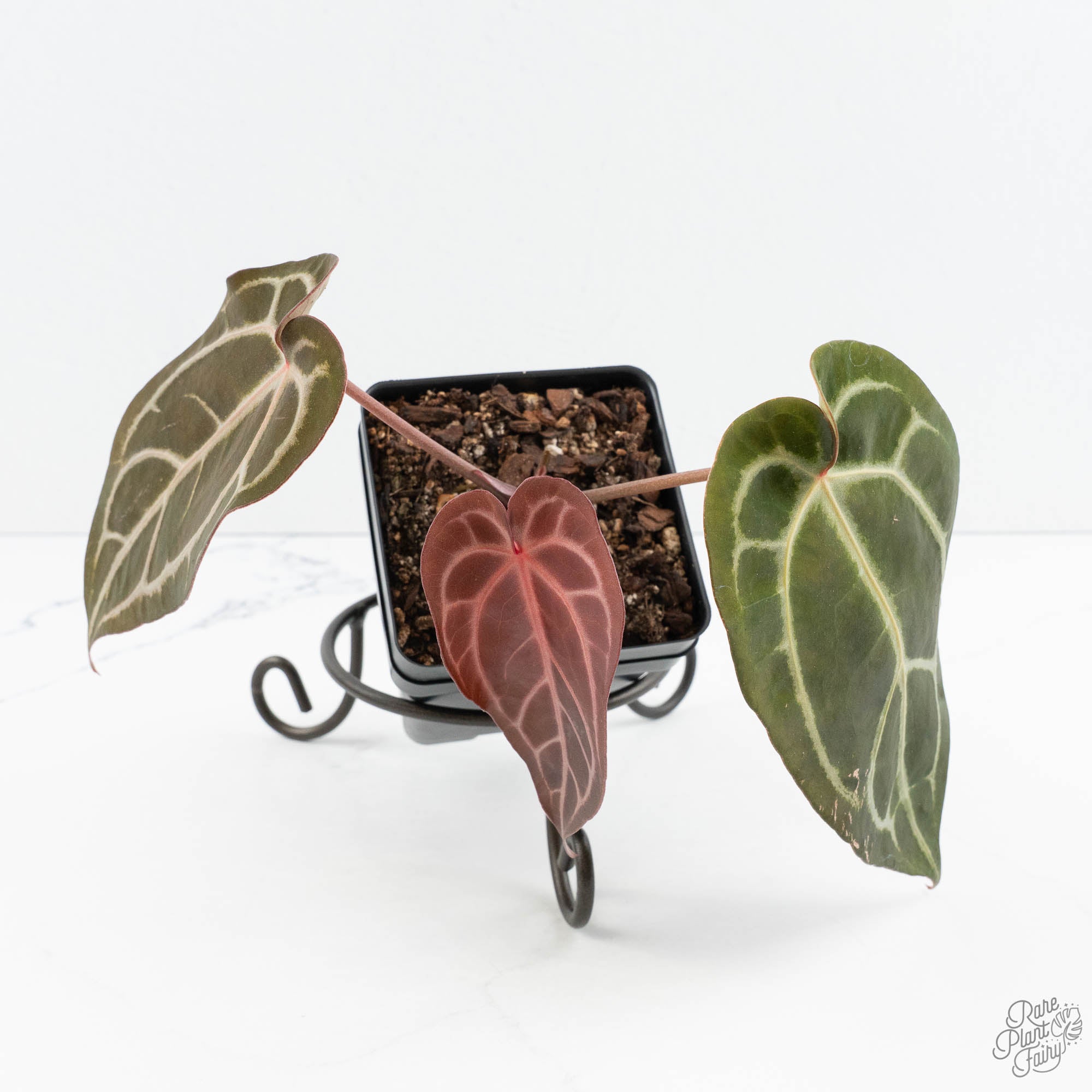Anthurium Dark & Handsome '9' x Minerva '20' by DocBlock® (wk19-W