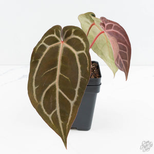 Anthurium Dark & Handsome '9' x Minerva '20'  by DocBlock® (wk19-W)