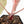 Anthurium Dark & Handsome '9' x Minerva '20'  by DocBlock® (wk19-W)