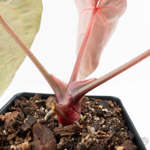 Anthurium Dark & Handsome '9' x Minerva '20'  by DocBlock® (wk19-W)