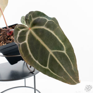 Anthurium Dark and  Handsome '9' x Minerva '20' by DocBlock® (wk25-B)