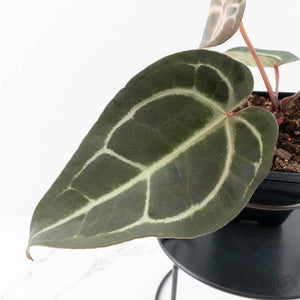 Anthurium Dark and  Handsome '9' x Minerva '20' by DocBlock® (wk25-B)