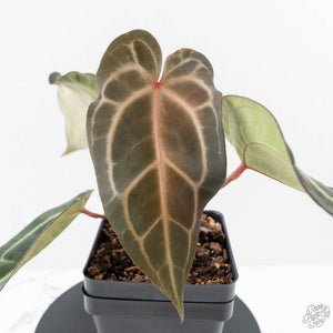 Anthurium Dark and  Handsome '9' x Minerva '20' by DocBlock® (wk25-B)