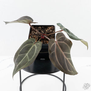 Anthurium Dark and  Handsome '9' x Minerva '20' by DocBlock® (wk25-H)