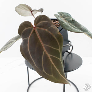 Anthurium Dark and  Handsome '9' x Minerva '20' by DocBlock® (wk25-H)