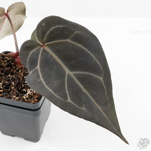 Anthurium Dark and  Handsome '9' x Minerva '20' by DocBlock® (wk25-H)