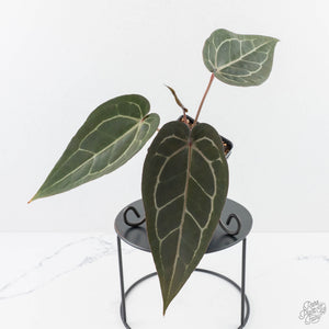 Anthurium Dark and  Handsome '9' x Minerva '20' by DocBlock® (wk29-F)